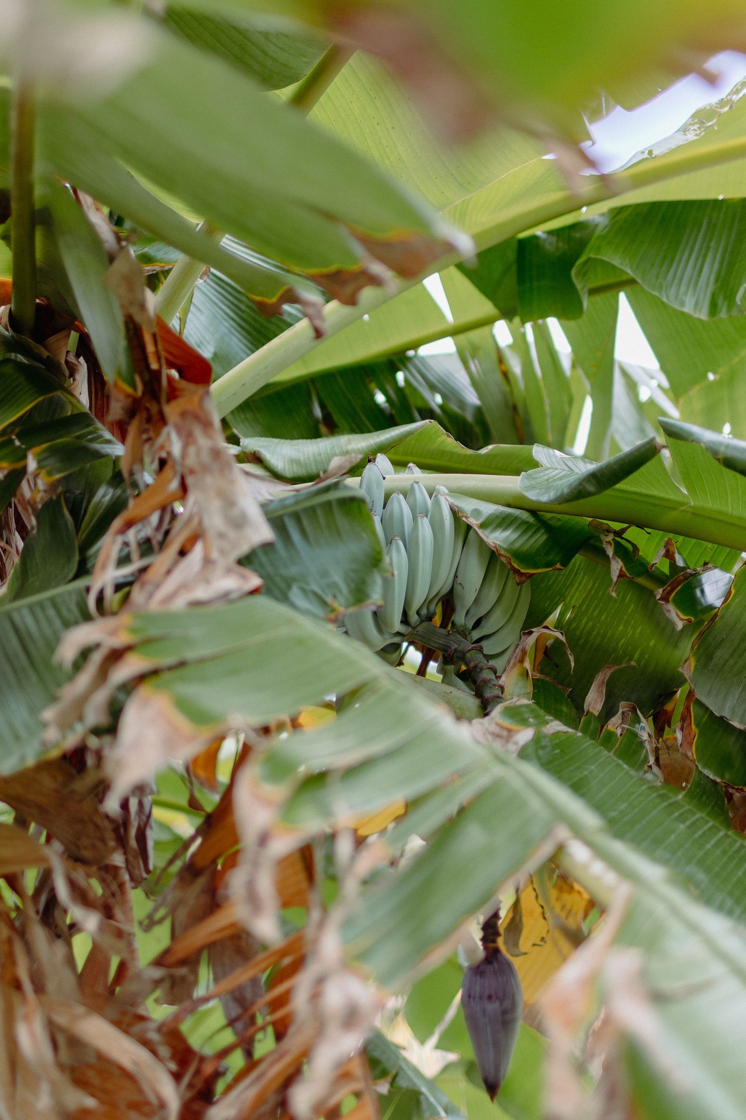 banana tree at red sand beach, maui