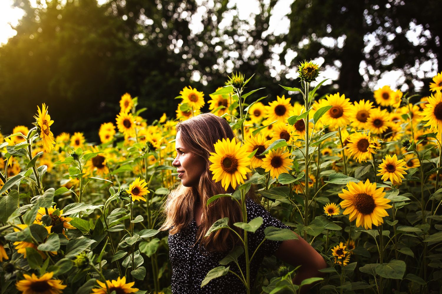 Jersey CI photographer in the sunflower field