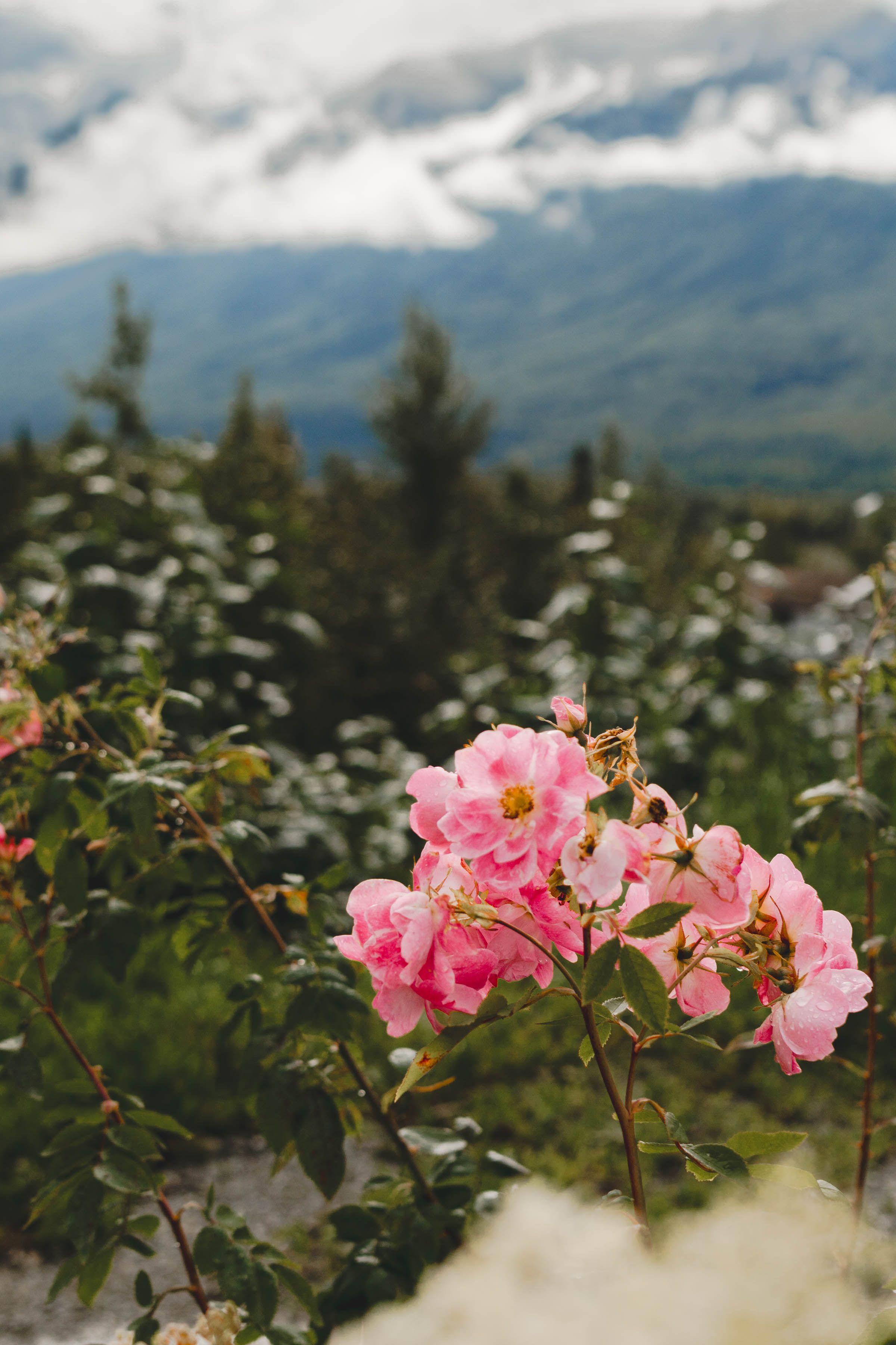 Pink roses bloom in the foreground with snow-capped mountains and evergreen trees in the blurred background.