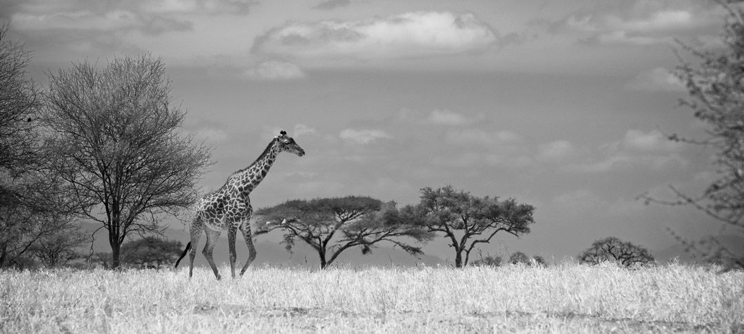 On safari in Tanzania, Africa
