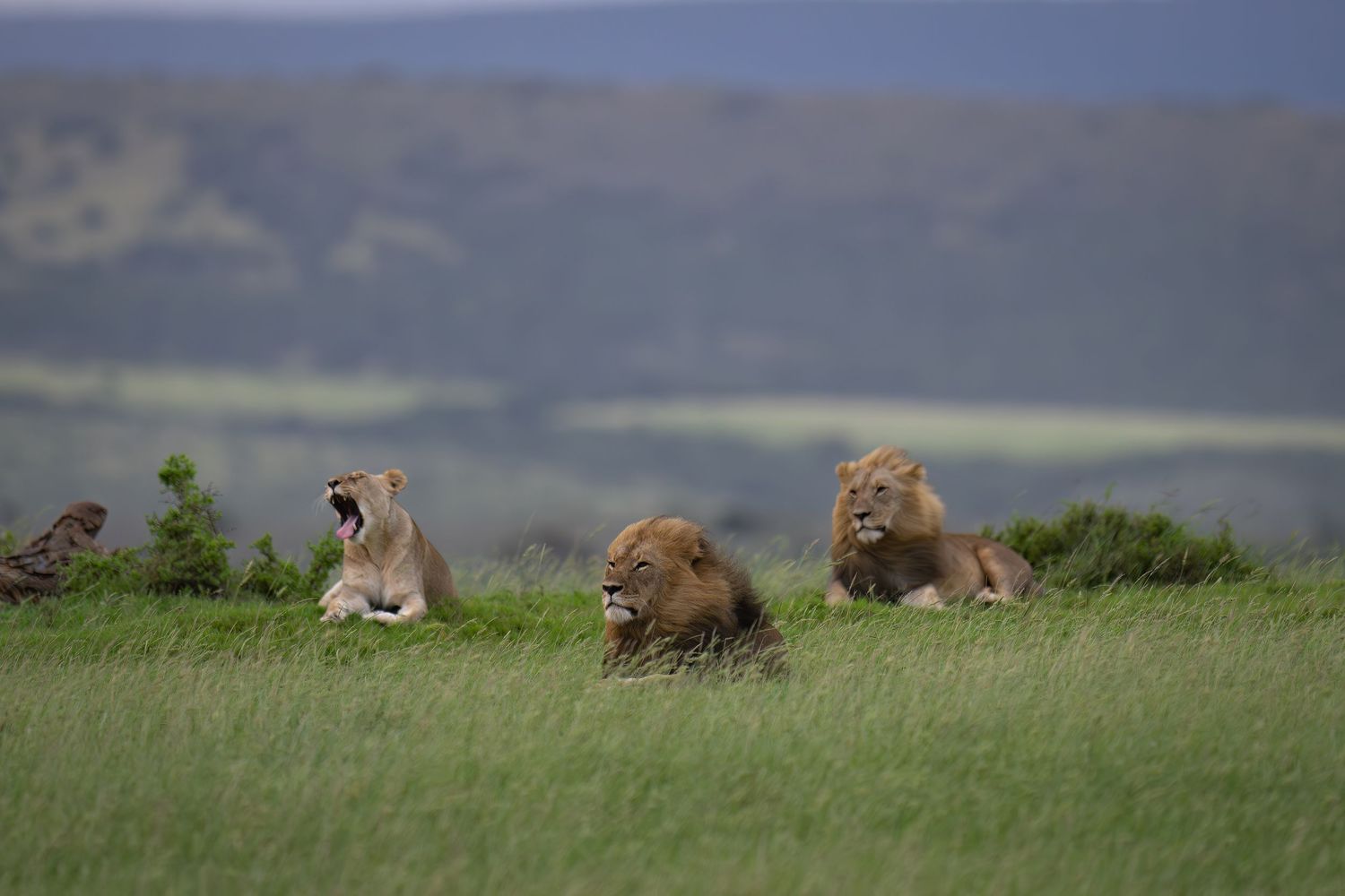 Lions resting in tall grass on African savanna during sunset.