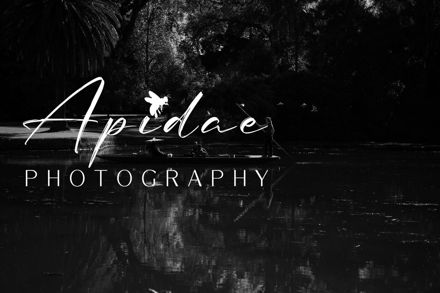 Apidae Photography Melbourne Western Suburbs