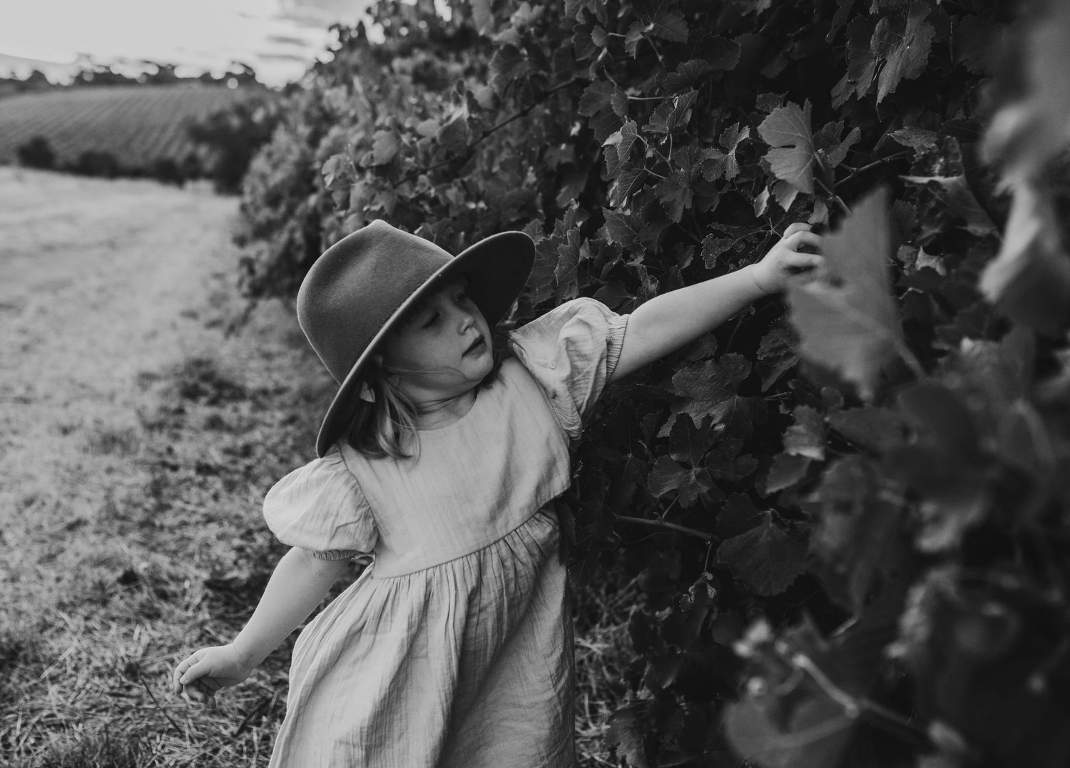 Young child in hat reaching to pick berries from bushes in black and white.