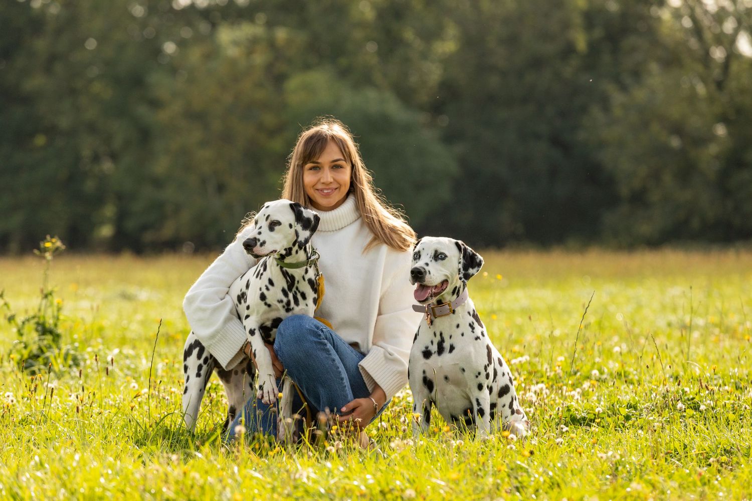 Two Dalmatian dogs sitting in a sunlit autumn field with their companion.