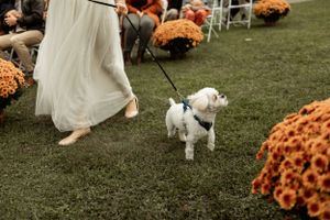 A small white dog walks on a leash past orange floral decorations at an outdoor wedding.