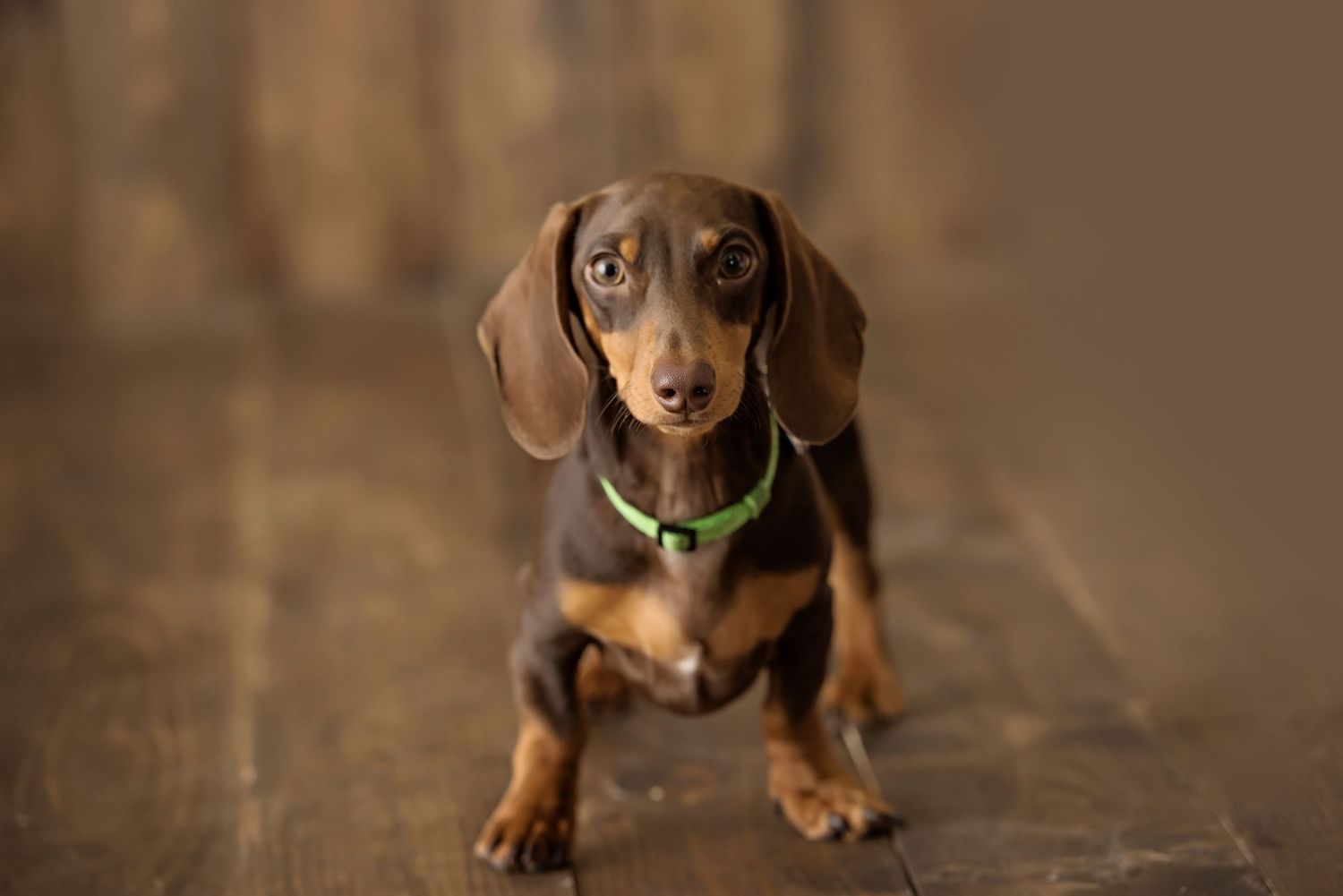 Adorable dachshund puppy with brown and black coat wearing green collar sits on wooden floor.