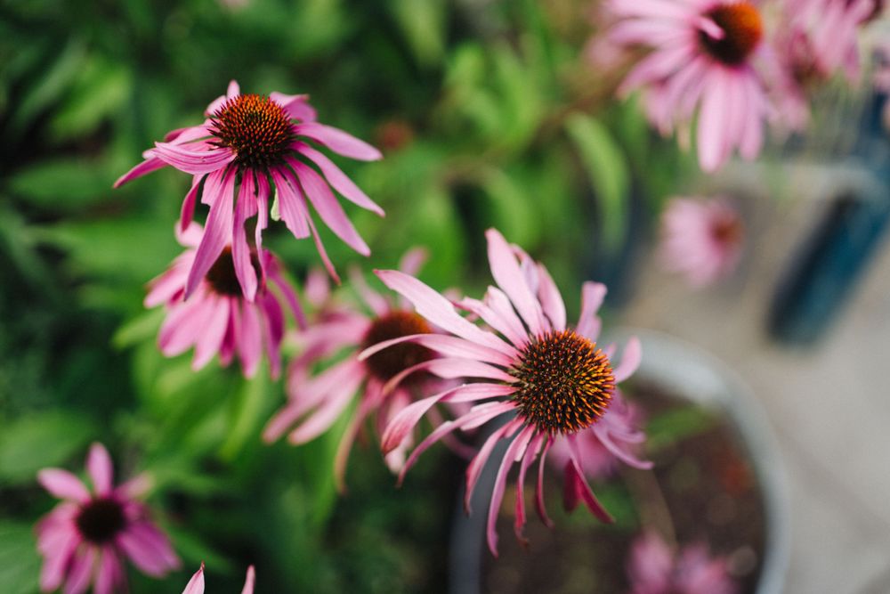 Close-up of pink coneflowers blooming in a garden setting.