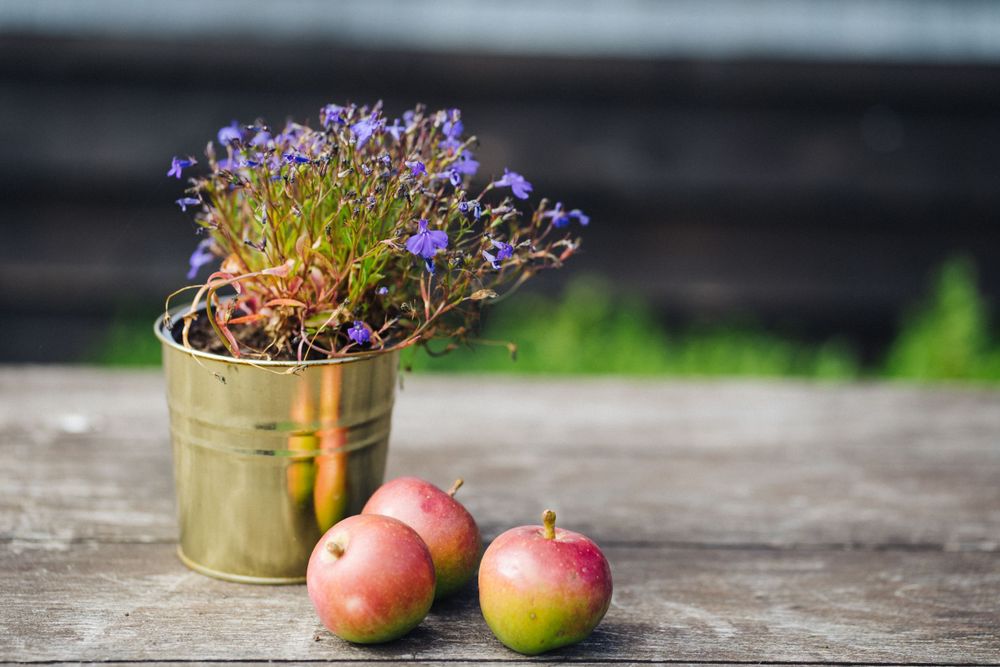 Purple wildflowers in a gold tin can next to two red apples on weathered wood surface.