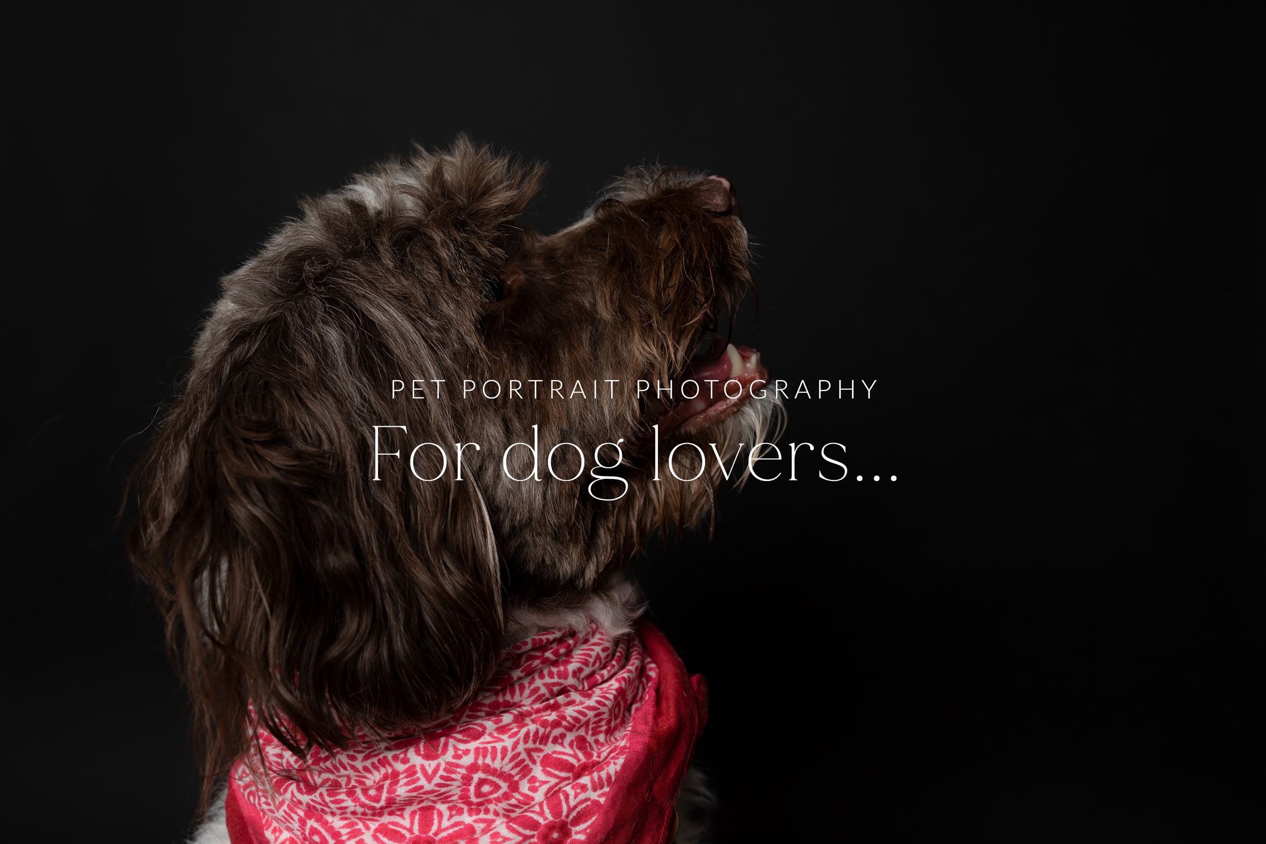 Charlottesville Pet Photography - Dog Studio Photos