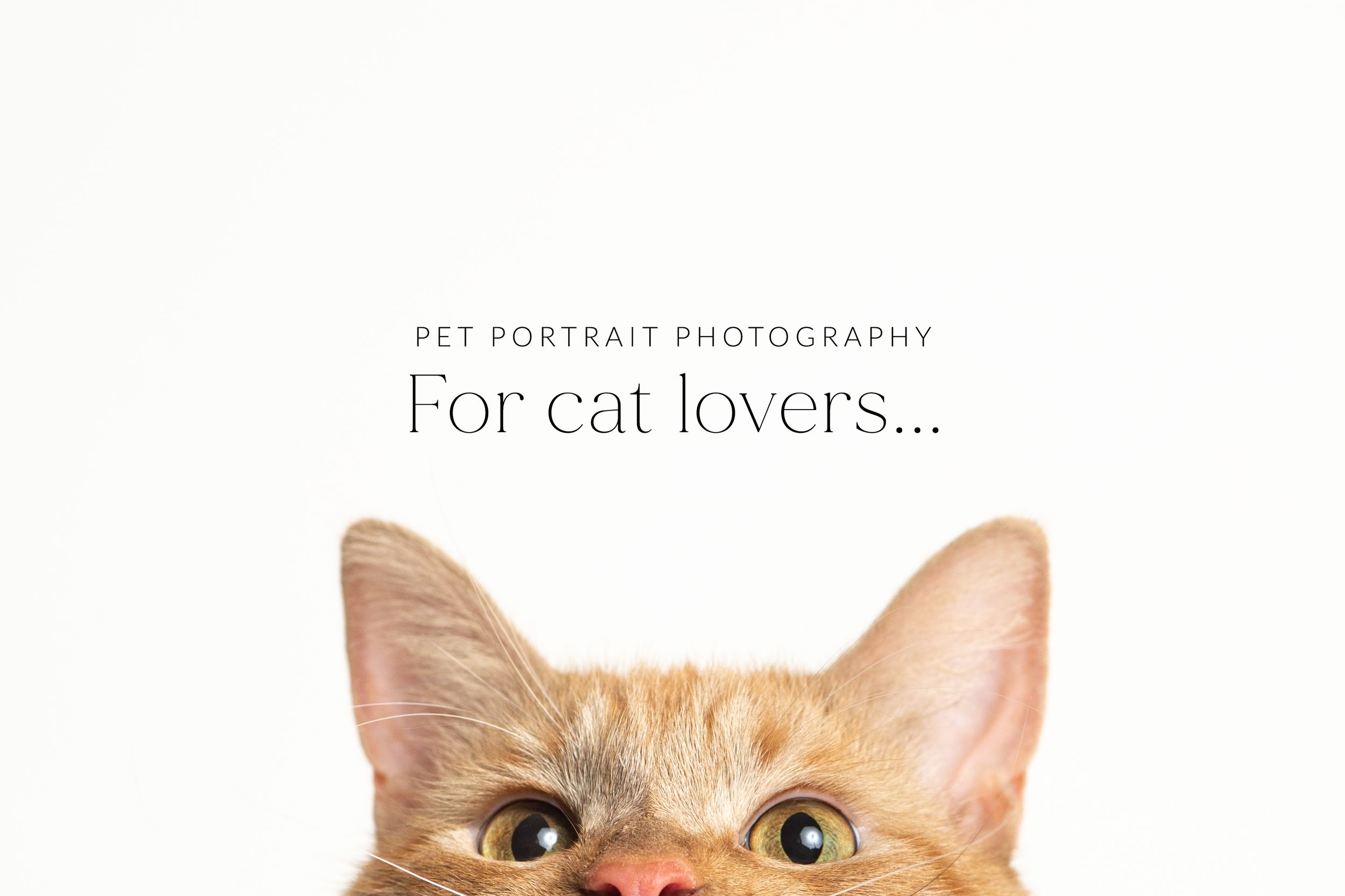Charlottesville Pet Photography - Cat Studio Photos