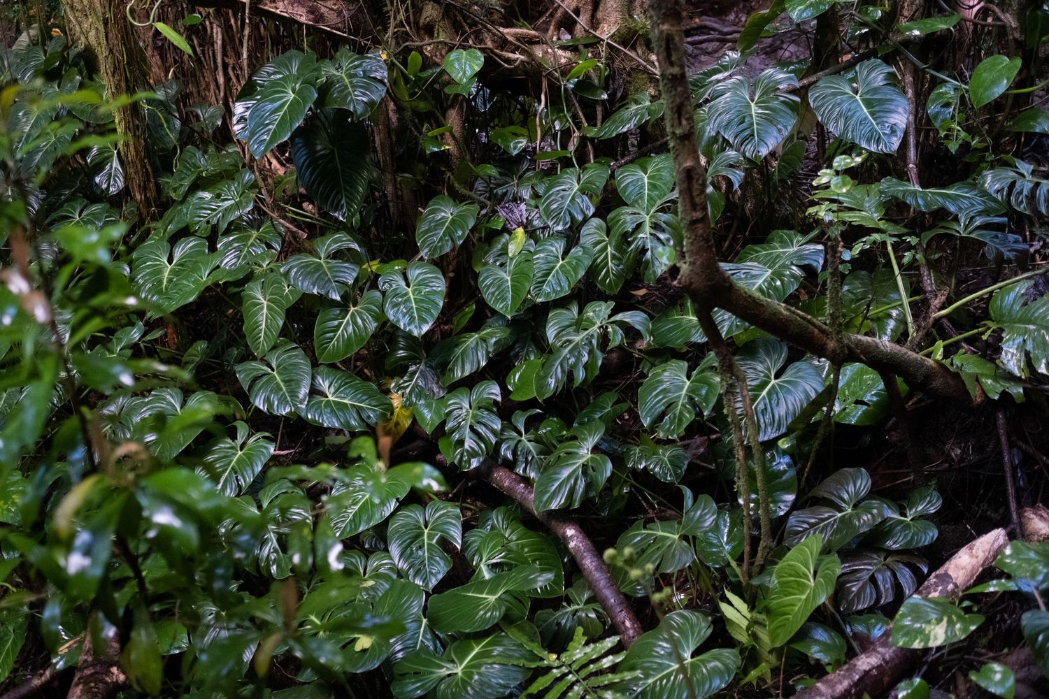 Lush green ivy leaves with white veining cascade over dark branches in a dense forest undergrowth.