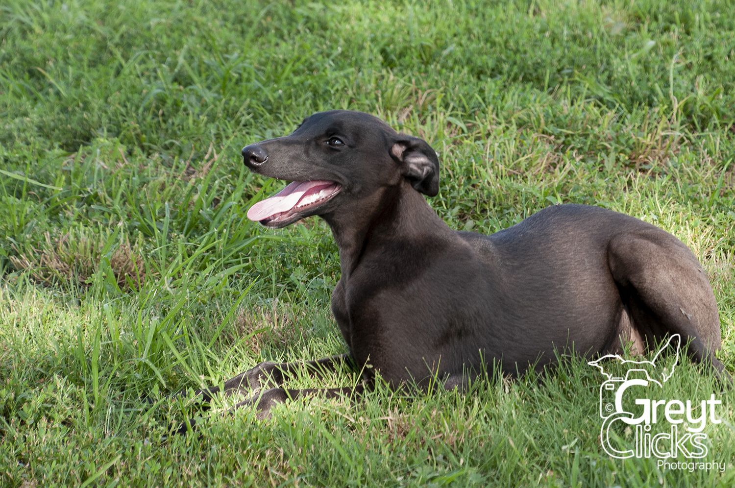 greyhound dog in grass
