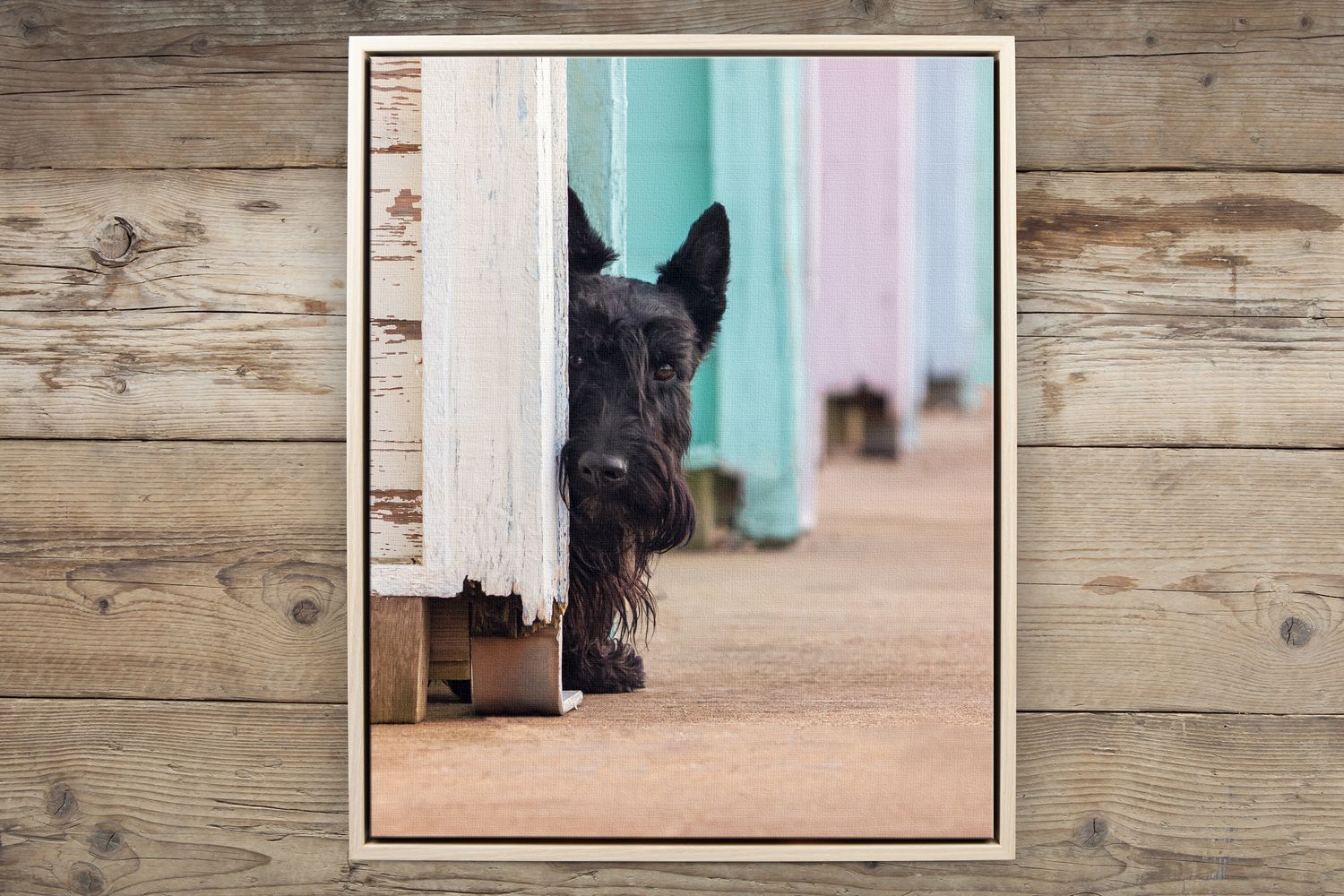 Black dog peeking playfully around corner of pastel-colored wall.