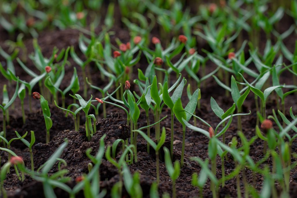 Sárréti Chilifarm Seedlings - Photo by © Reka Csulak