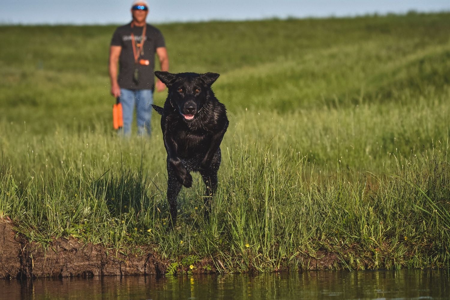 Black Labrador retriever running along riverbank with handler in background.