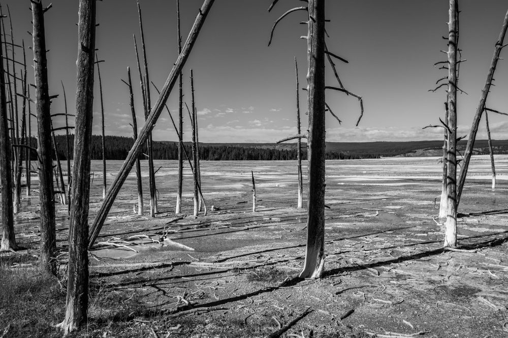 Dead trees stand against barren landscape in Yellowstone National Park.