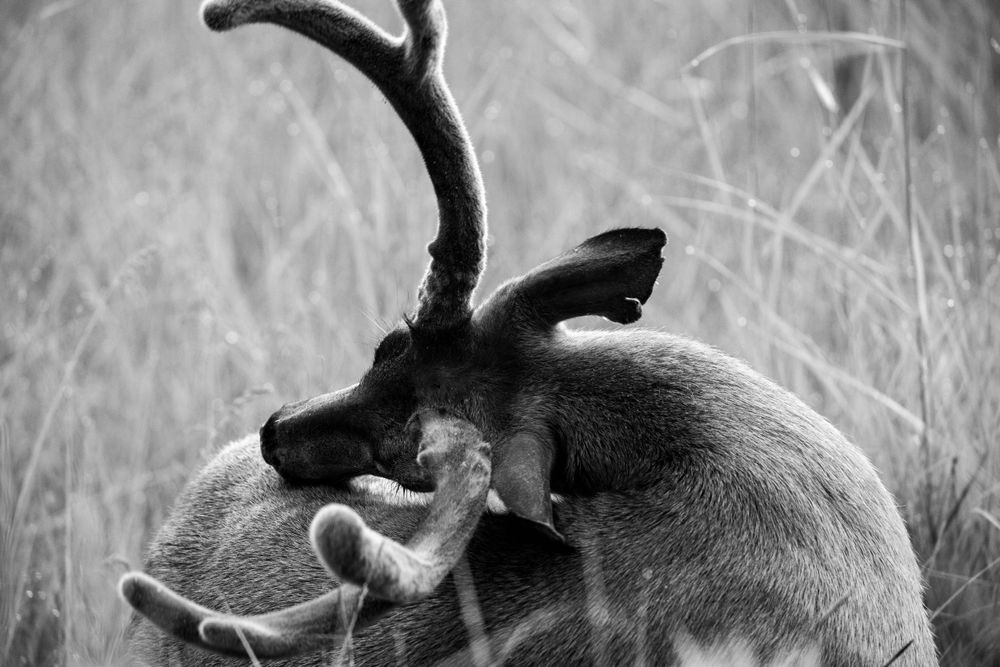 Close-up black and white portrait of a deer's antlers and ear in tall grass.