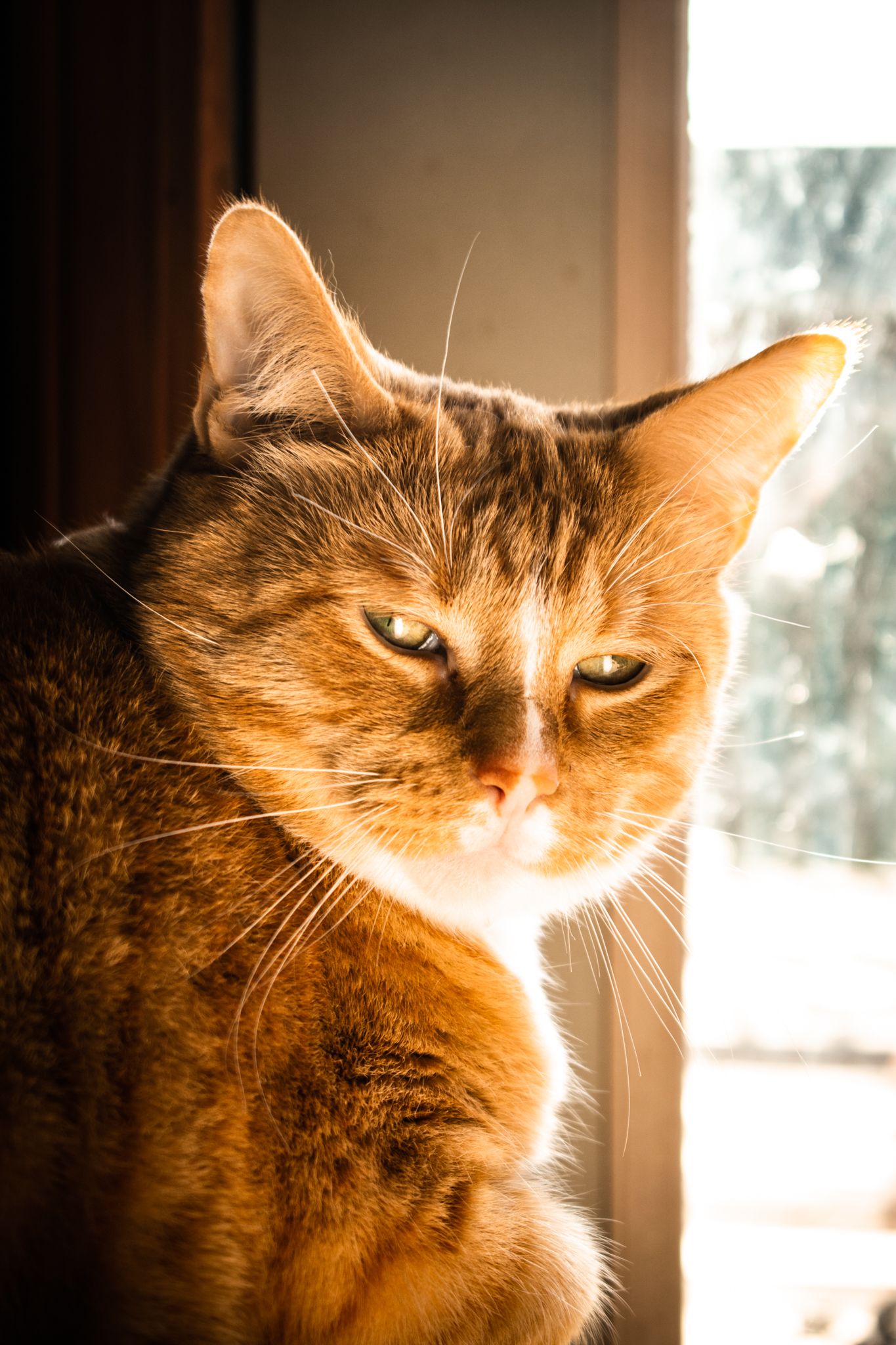 Close-up portrait of an orange cat in warm sunlight by a window.