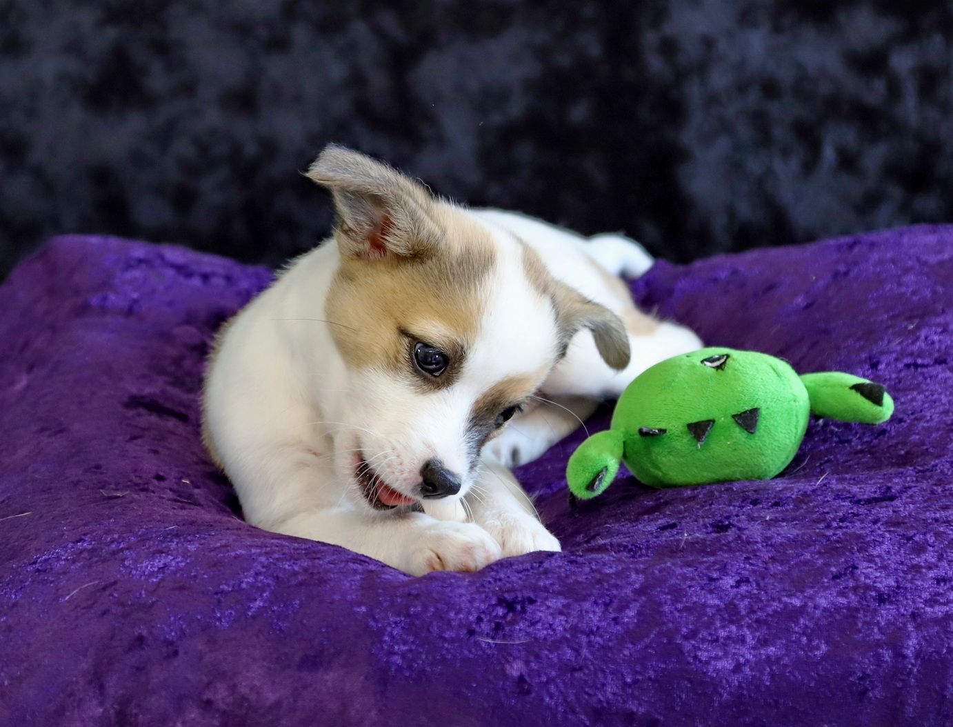 puppy