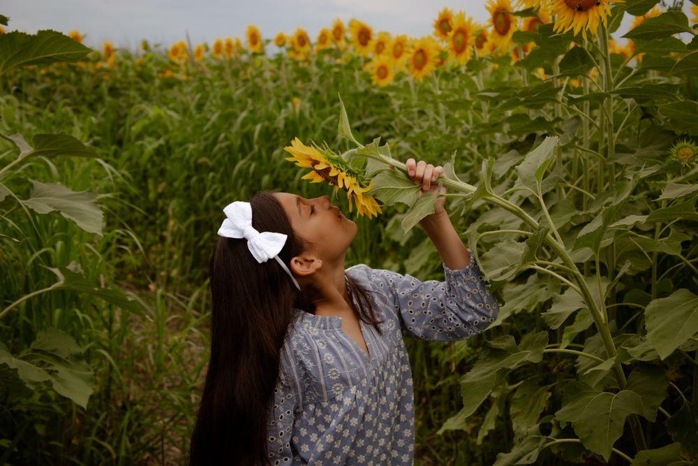 Row of tall sunflowers in a field during sunset with golden light filtering through.