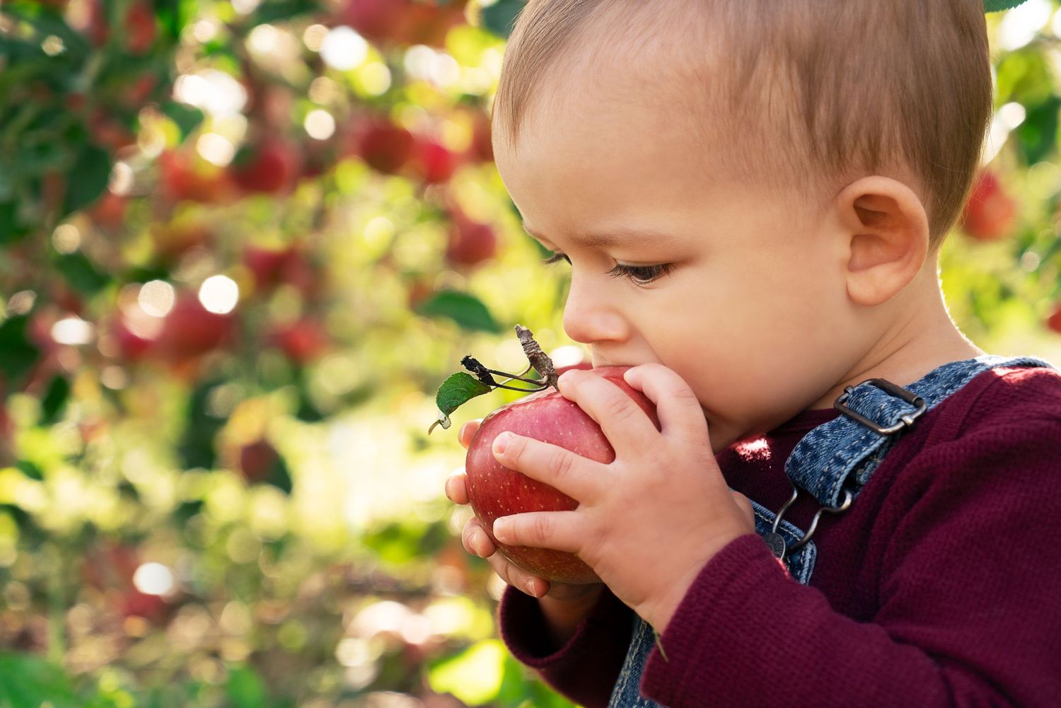 toddler takes a bite from an apple