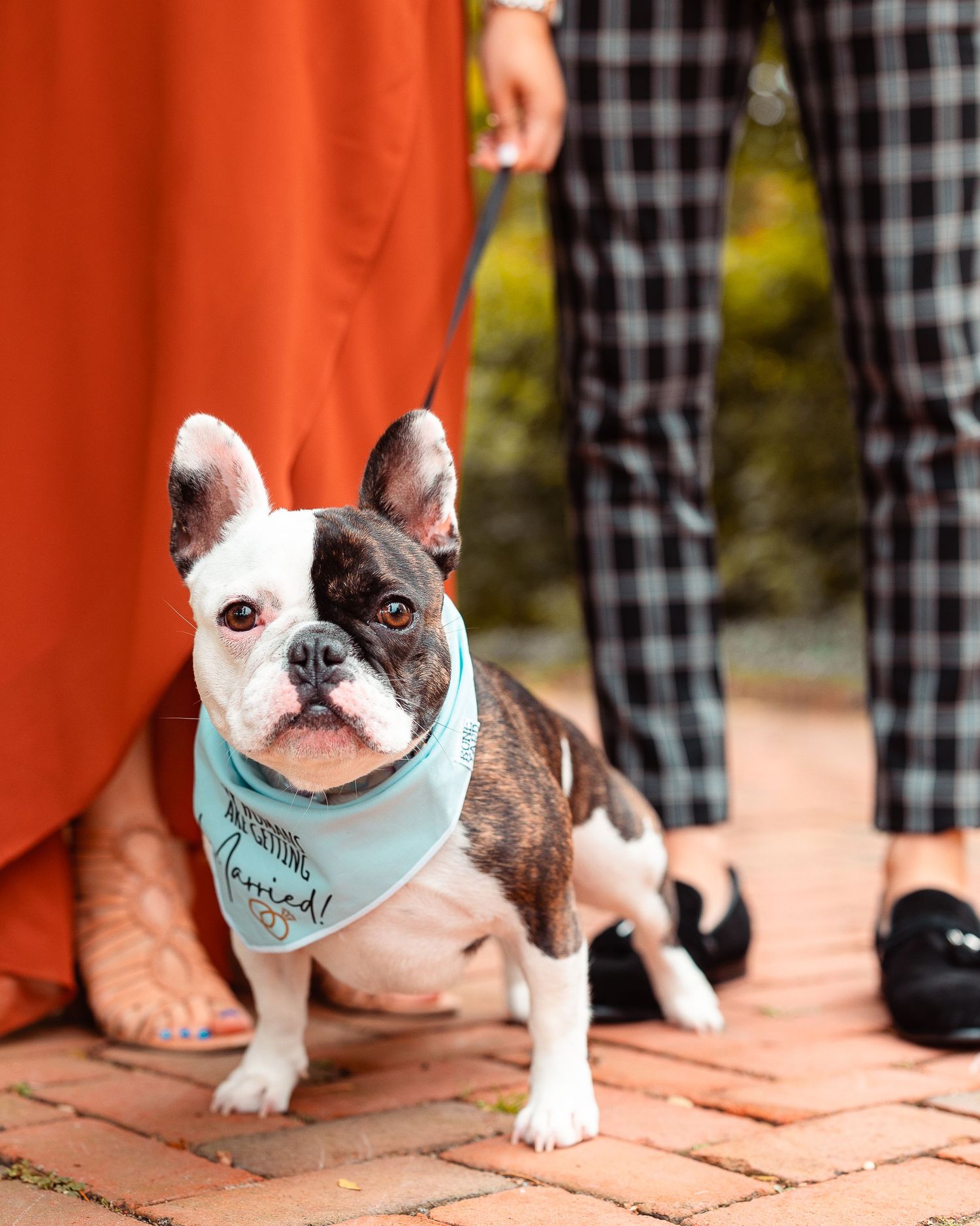 Boylston ma engagement photos with a dog