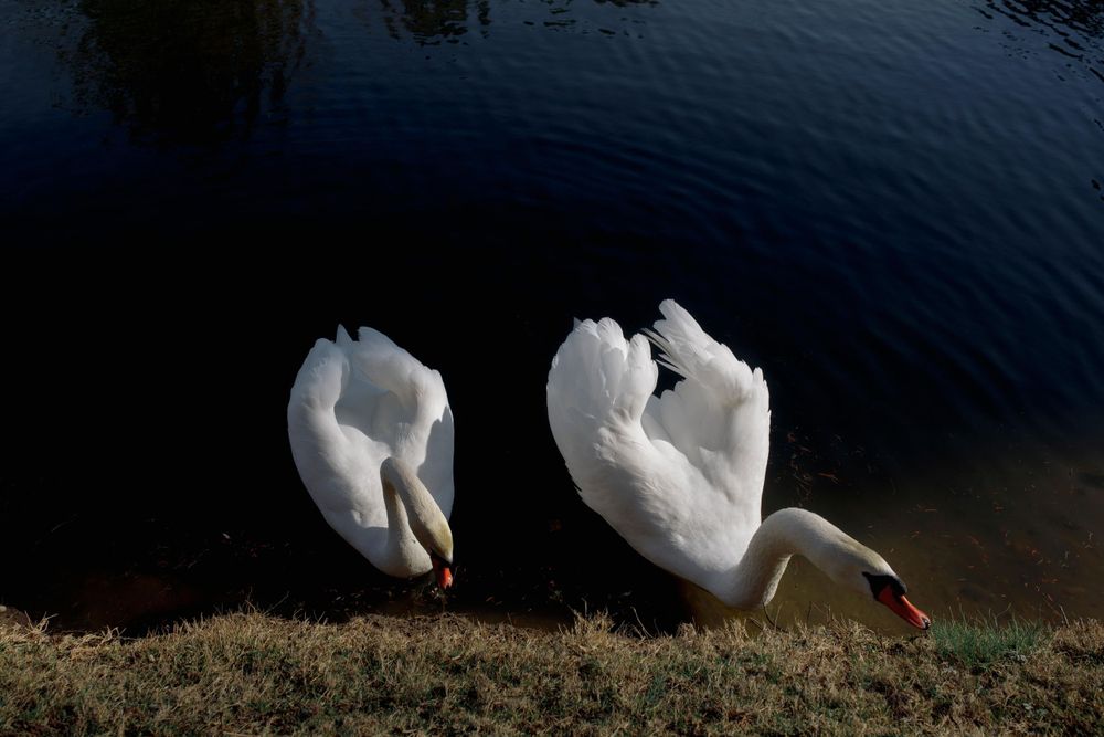 Two swans swimming in the lake on the grounds of Flowerfield