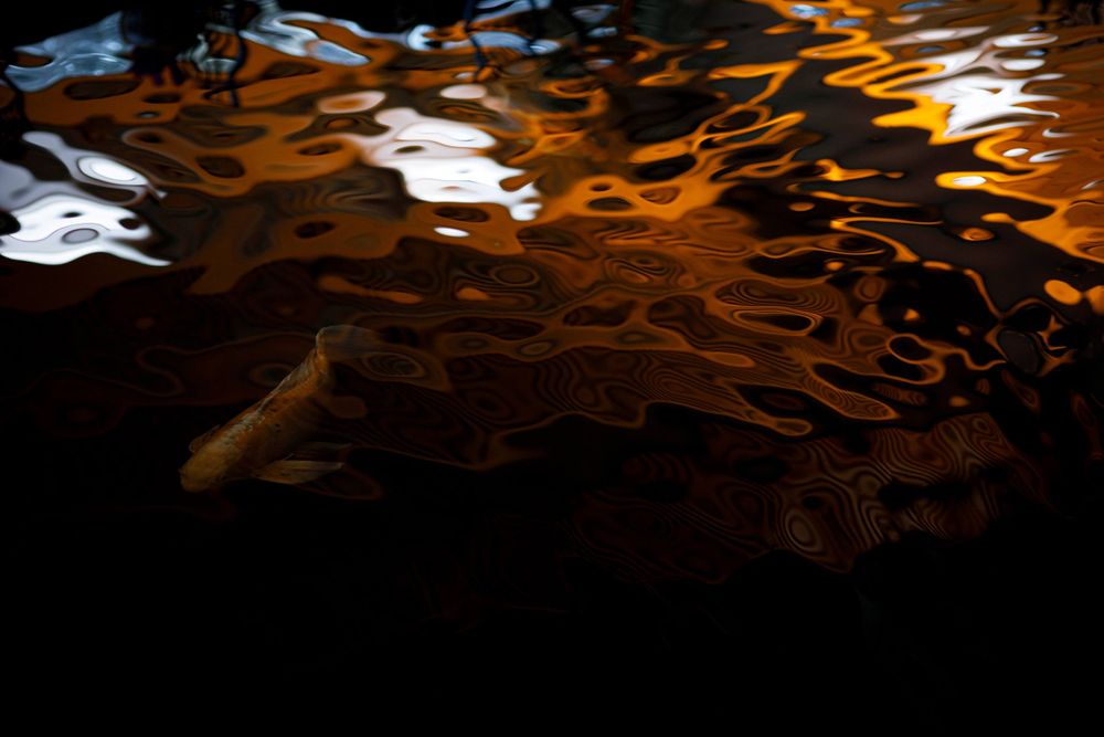 Koi fish swimming in an indoor koi pond at Flowerfield Celebrations