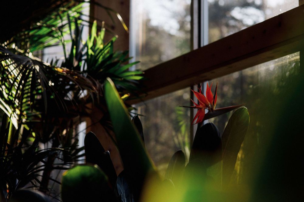 Bird of paradise flower growing indoors at Flowerfield greenhouse garden wedding venue in Suffolk County NY