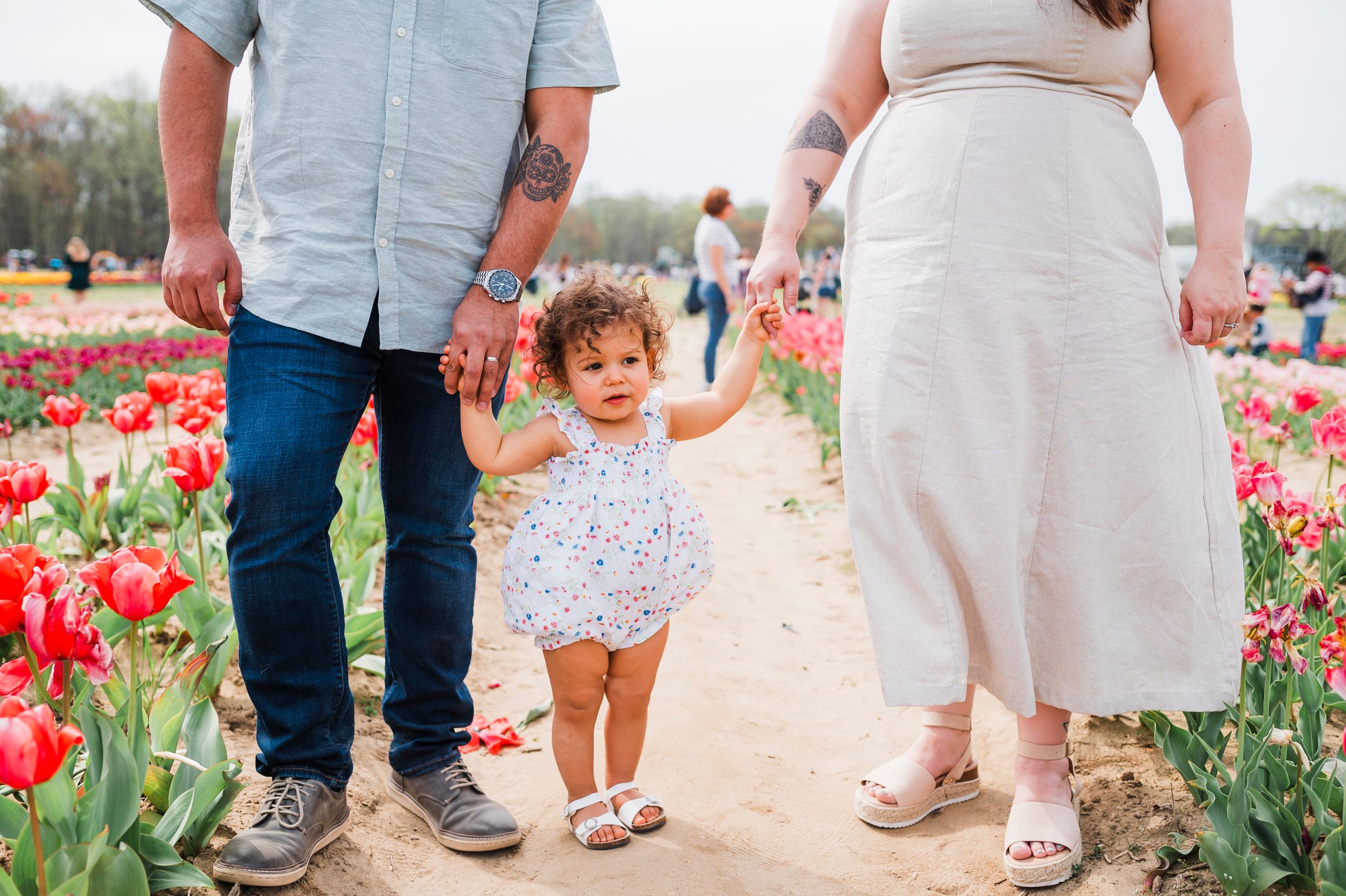 A family walks together holding hands on a dirt path through a vibrant red tulip field on a sunny day.