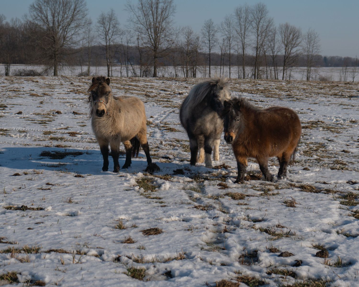 Ponies in Snowy Field