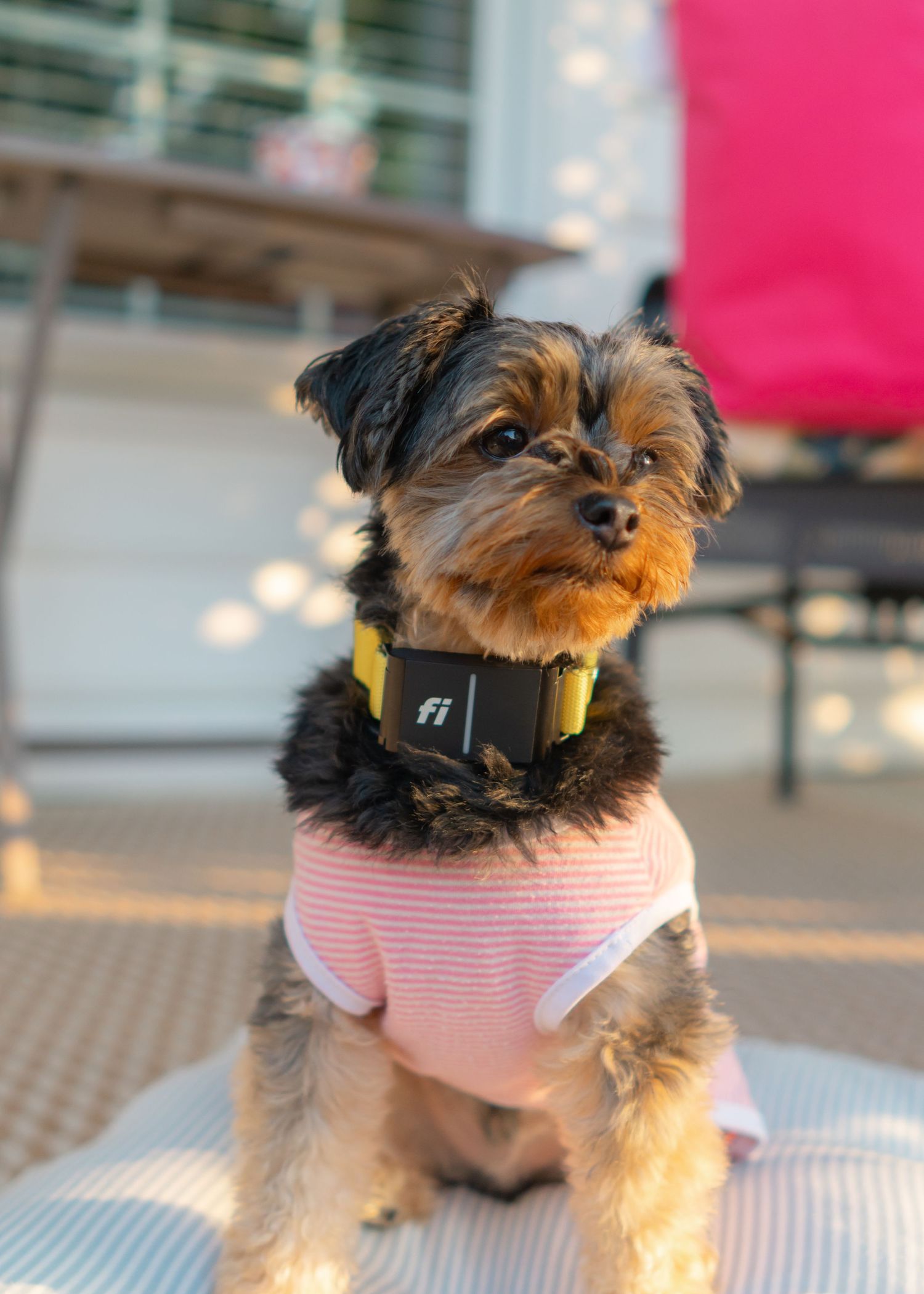 Yorkie wearing FI series 3 Collar