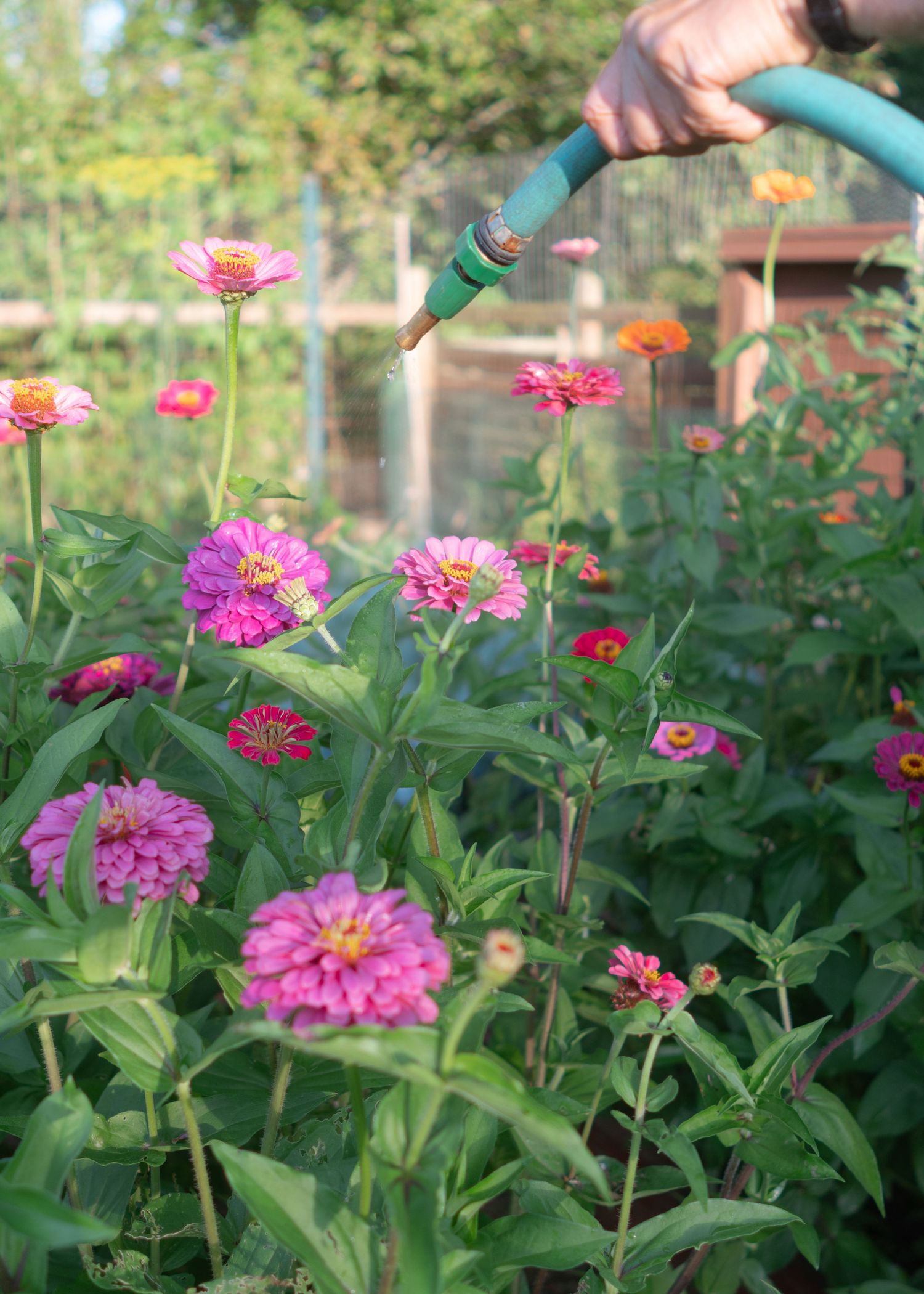 hand in frame, watering garden of colorful flowers