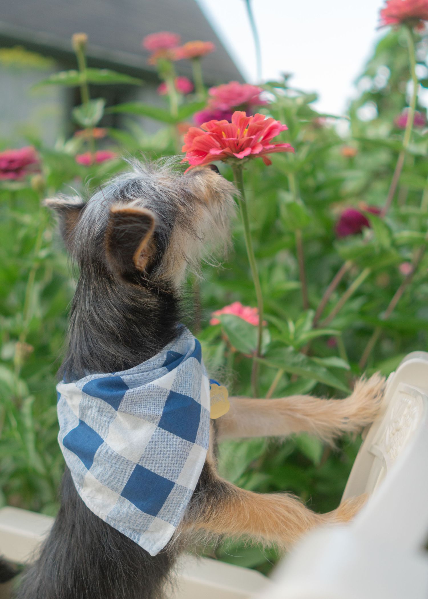 small dog smelling flowers