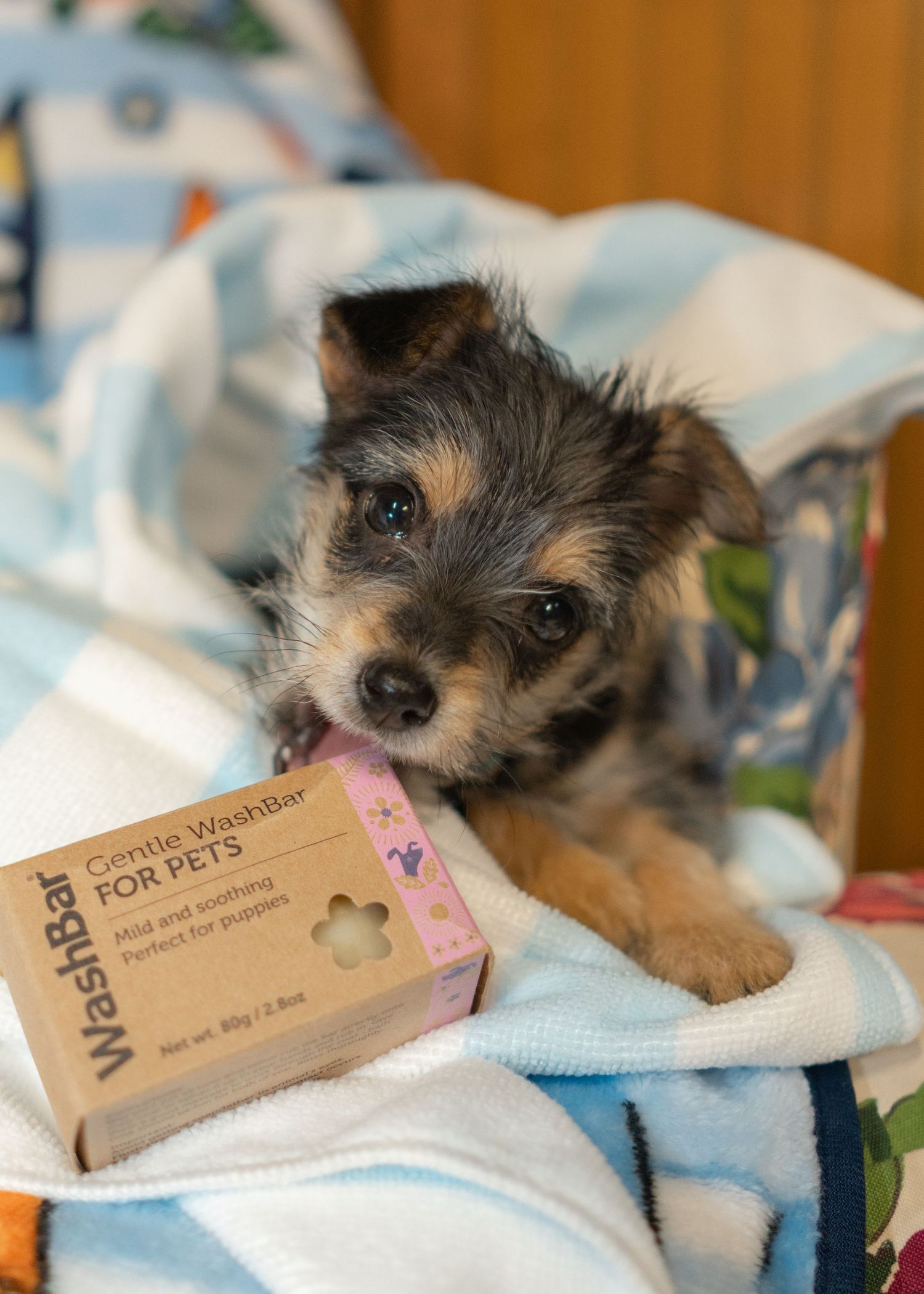 puppy chewing Gentle WashBar for Dogs