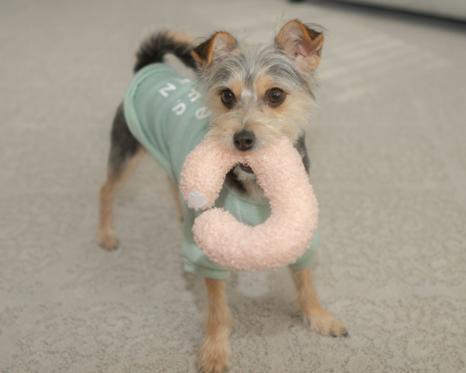 Chorkie Puppy