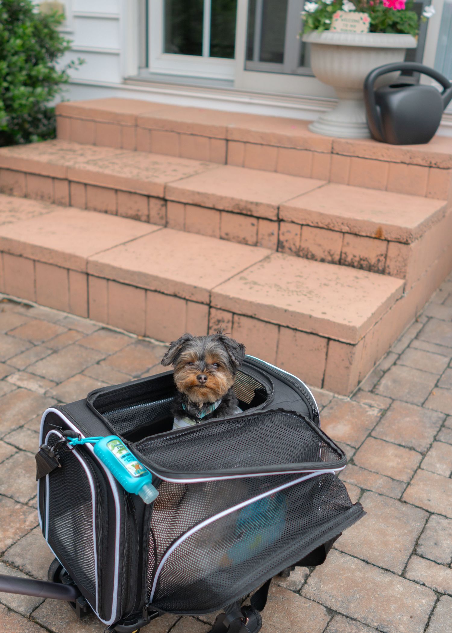 yorkie peaking from black and white pet carrier