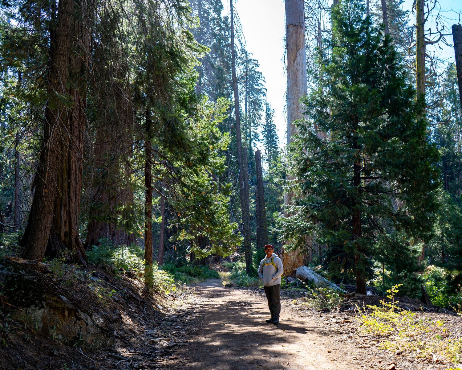 Person stands on a forest trail, surrounded by tall trees and dappled sunlight.