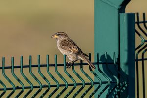 A small sparrow perches on a turquoise metal fence at Cardiff International Airport, in warm sunlight casting dramatic shadows.