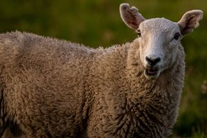A sheep looks at the camera with some orange colours on its body after eating some grass.