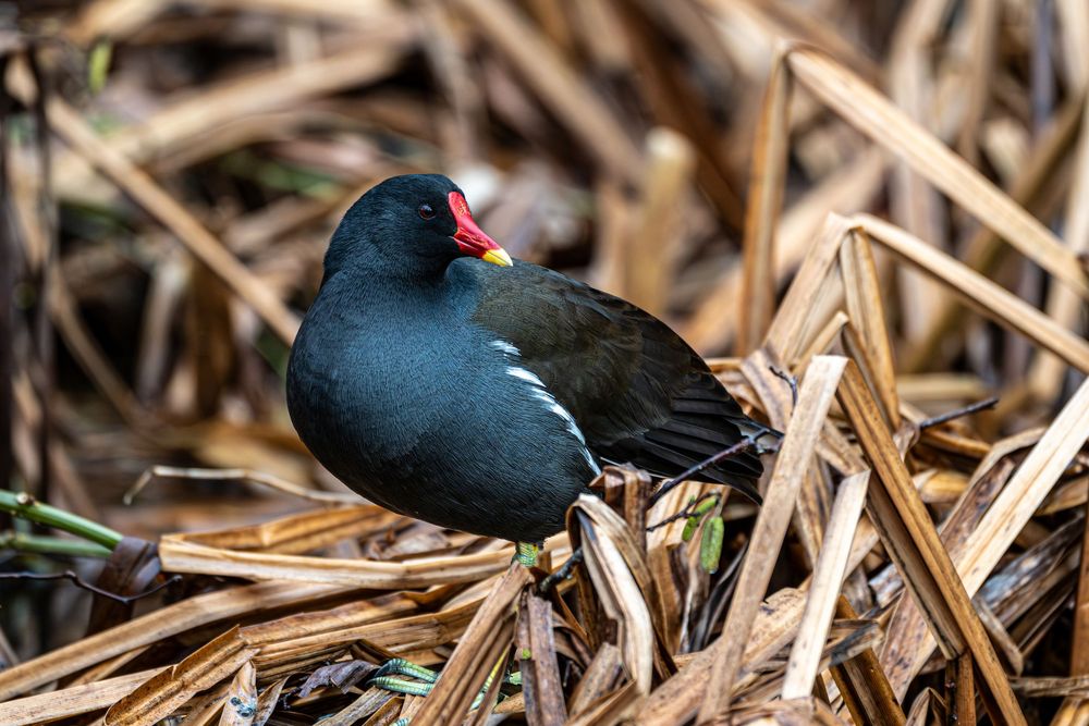 A common moorhen with distinctive red and yellow beak resting on dried reeds in natural habitat.