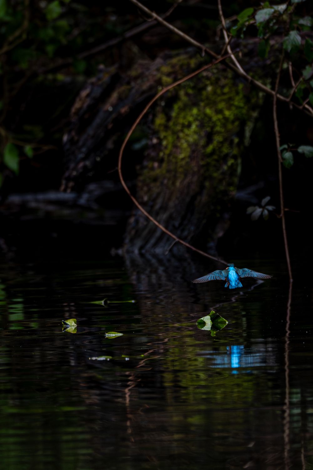 A kingfisher with vivid blue wings skims low over dark reflective water surrounded by lush green vegetation.