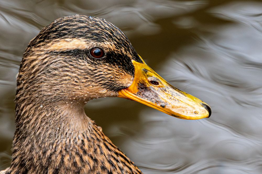 Close-up profile of a female mallard duck showing detailed brown feather patterns and orange bill near water.