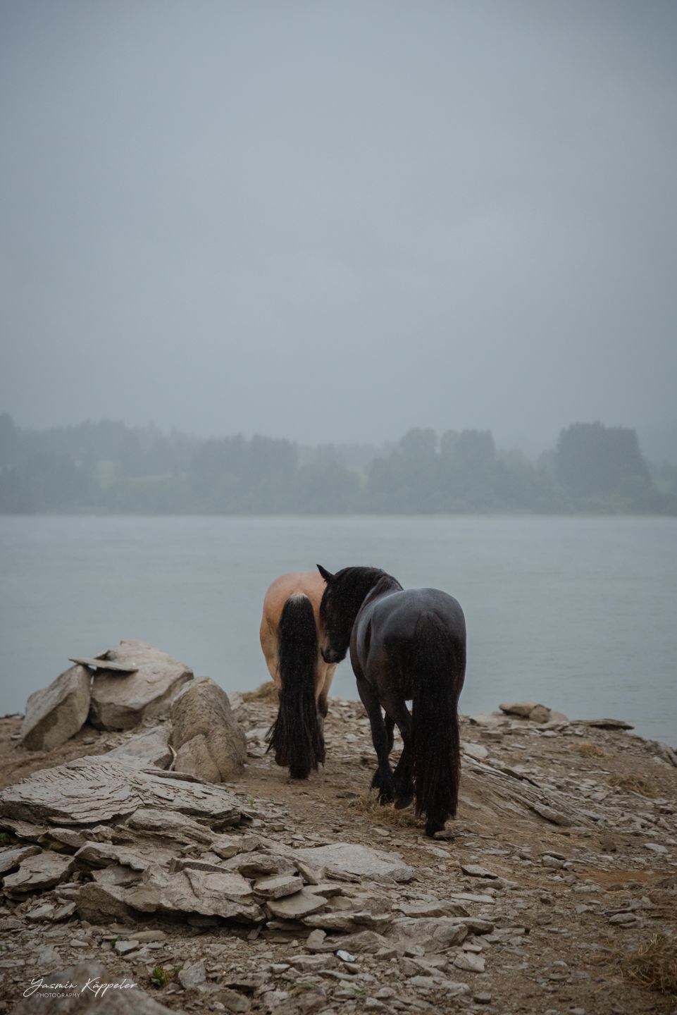 internationale Fotografin für dokumentarische Projekte mit Tieren