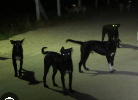Group of black cats gathered at night under street lights casting long shadows.