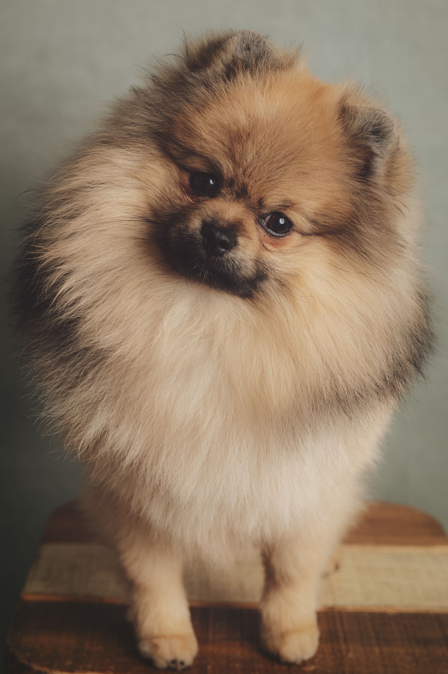 Australian Shepherd dog with tricolor coat sits elegantly against dark background in studio portrait.