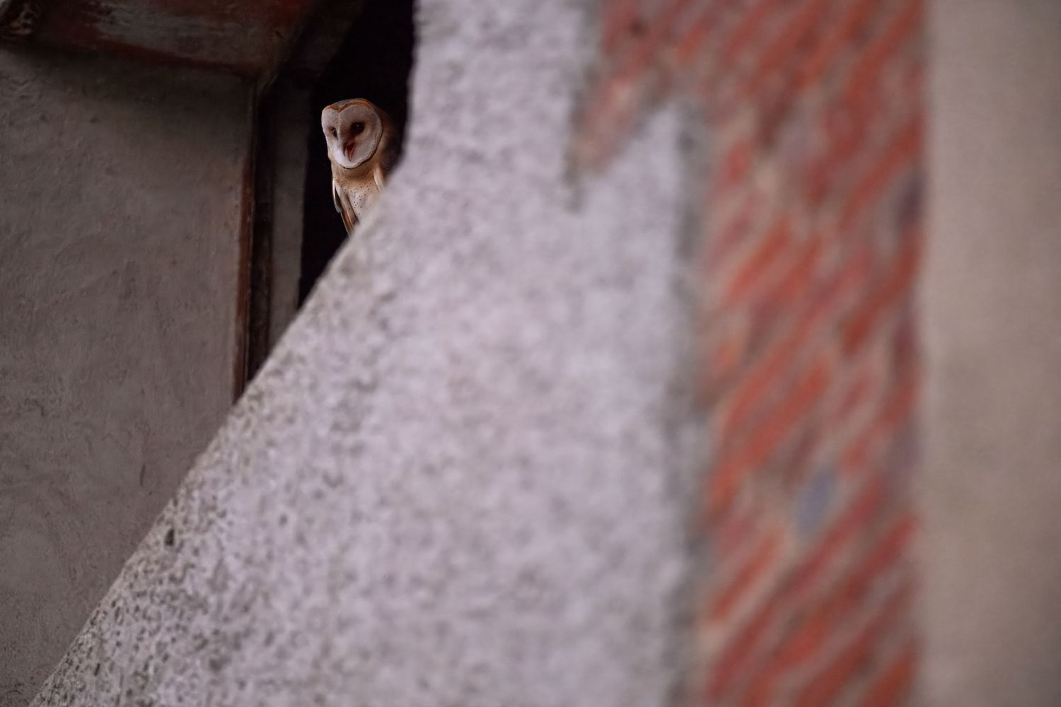 A barn owl peers cautiously from a dark corner between weathered concrete and red brick walls.
