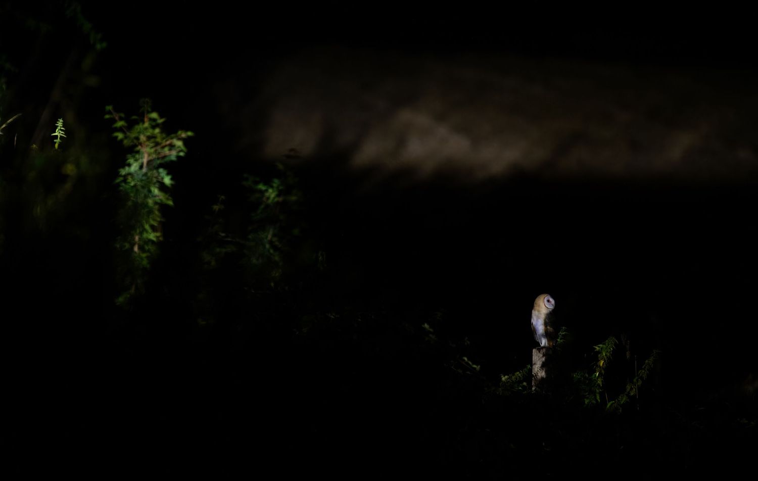 A barn owl perches on a branch at night, illuminated against a dark, moody sky with shadowy foliage.