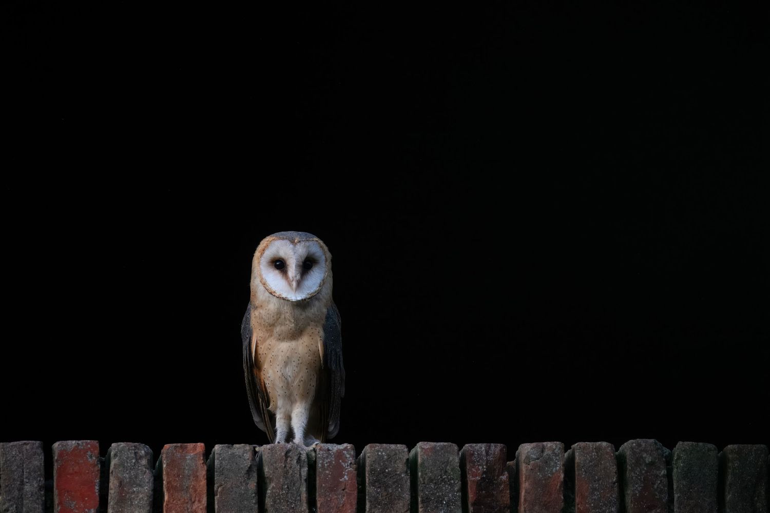 A barn owl perched on a red brick wall against a dark black background, staring forward with its white heart-shaped face.