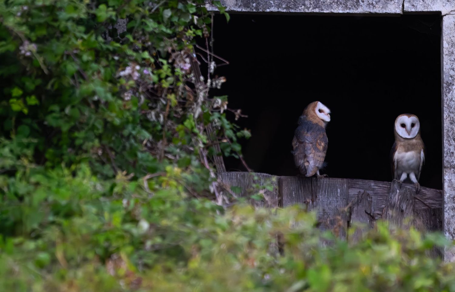 A brown owl perches alertly on a fallen log in a lush green forest setting.